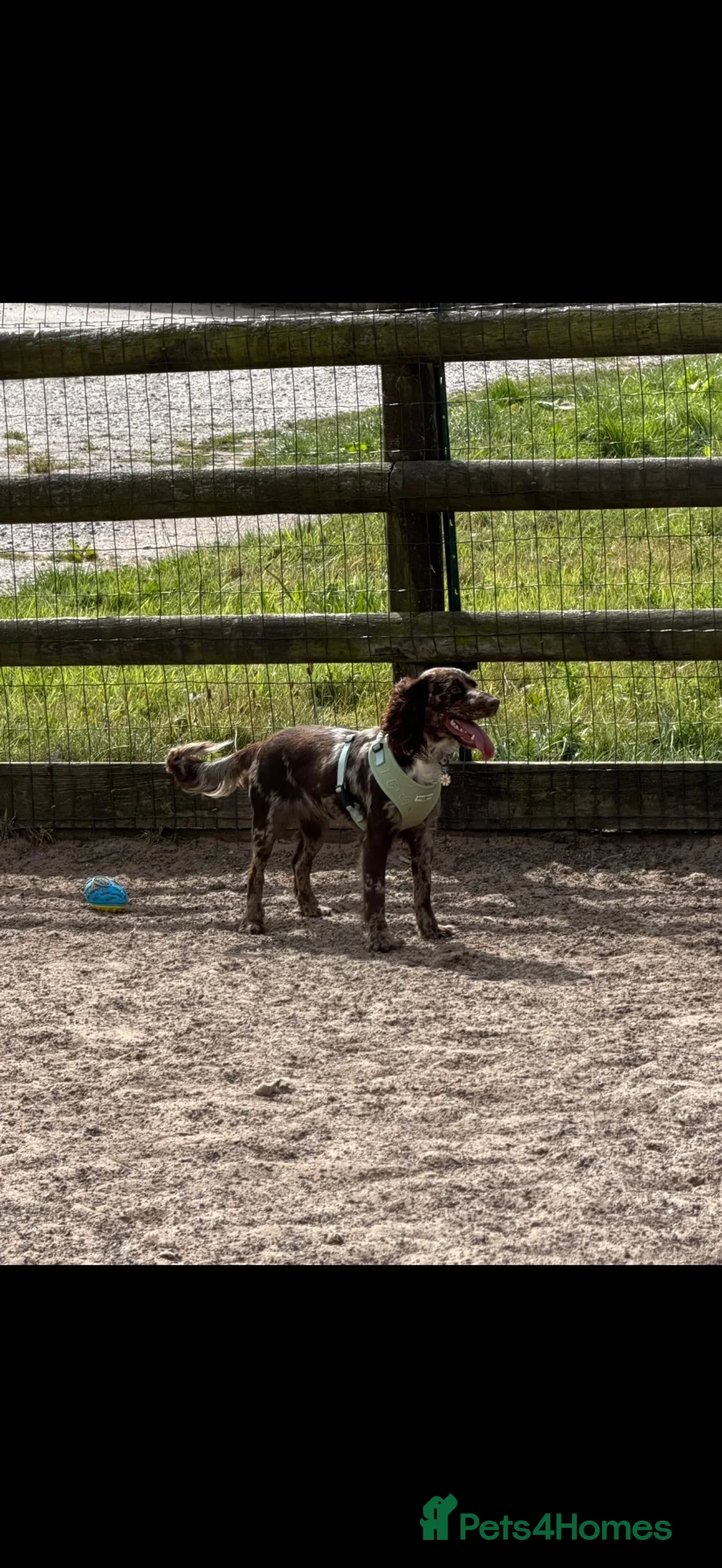 Cocker Spaniel dogs for sale: 10 Month puppy, Blossom. - Advert 2