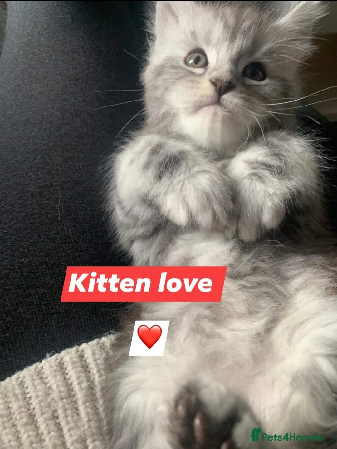 Maine Coon cats for stud: 2 XL Proven Studs 1 of them is a Tica Champion   in Royston - Advert 16