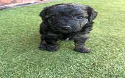 Yorkiepoo dogs for sale: Yorkiepoo cockapoo  - Image 10