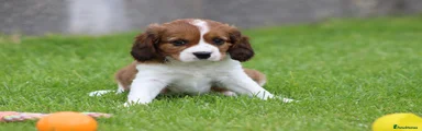 Cavapoo Puppy 2