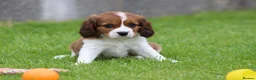 Cavapoo dogs for sale: Beautiful Cavapoo puppies for sale - Advert 40
