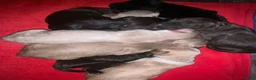 Cocker Spaniel dogs for sale: Stunning working cocker spaniel puppys - Advert 1