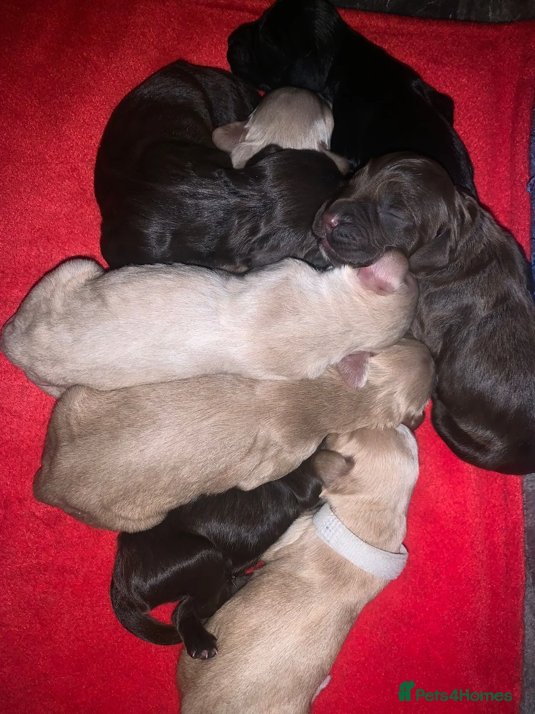 Cocker Spaniel dogs for sale: Stunning working cocker spaniel puppys - Advert 1