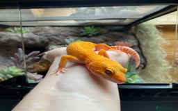 Leopard Gecko reptiles for sale: 2024 super sonic rainwater male leopard gecko - Image 8