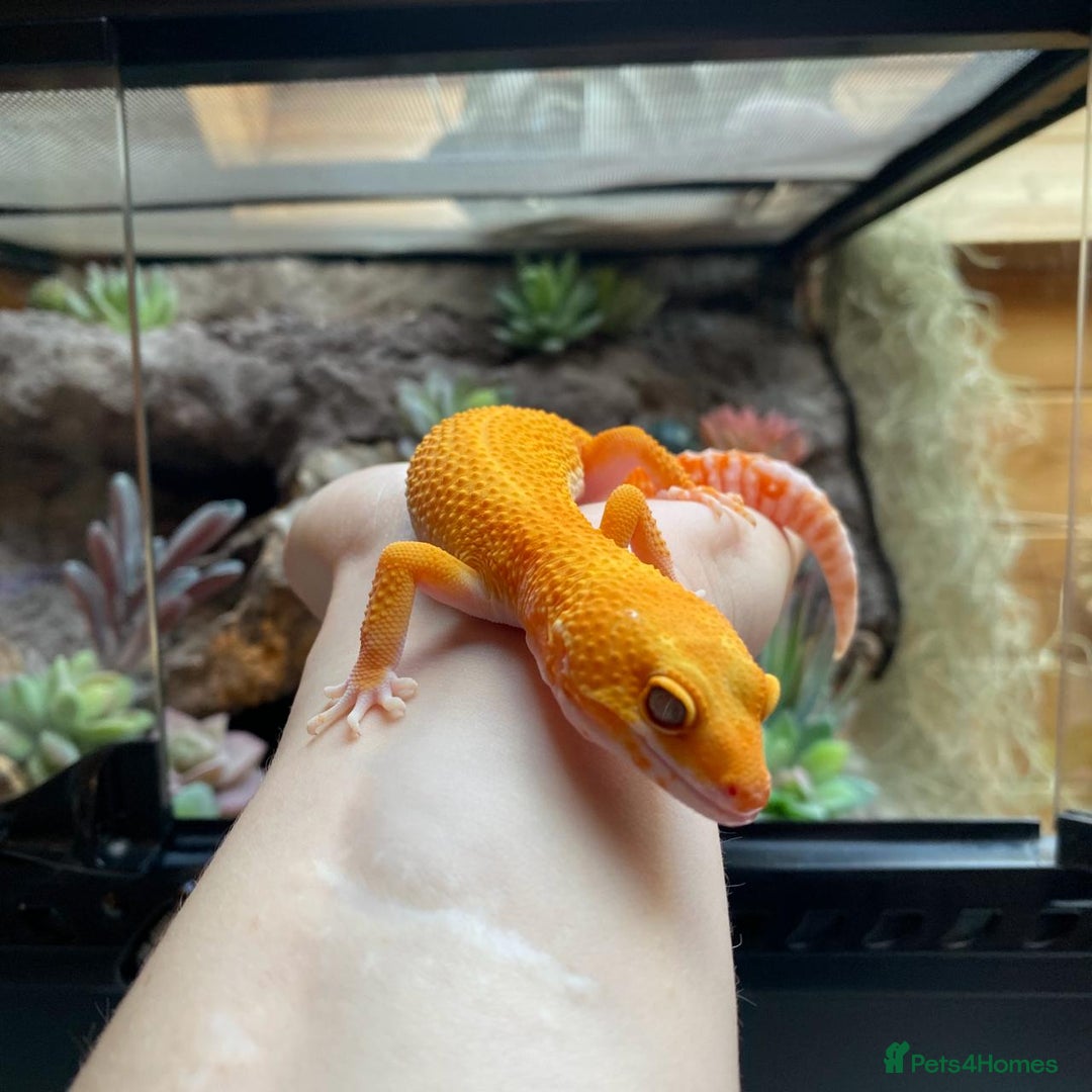 Leopard Gecko reptiles for sale: 2024 super sonic rainwater male leopard gecko - Image 8