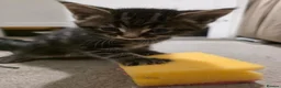 Mixed Breed cats for sale: 3 beautiful babies looking for forever homes - Advert 16