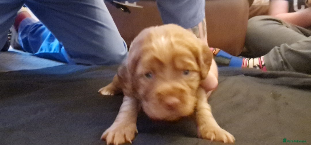 Cocker Spaniel dogs for sale: Cocker spaniel puppies - Image 28
