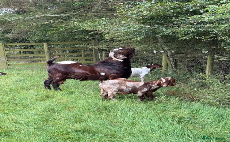 Goats livestock - Advert 7