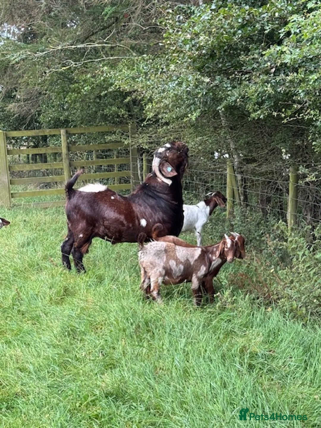 Goats livestock for sale:  Boer Goat kids - Image 1