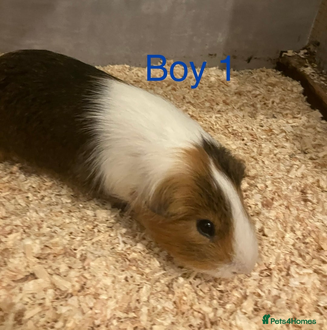 Guinea Pig rodents for sale: 6 Guinea Pigs - Free - Advert 3