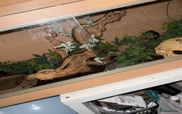 Python Snake reptiles for sale: Ball Python – Looking for a Loving New Home 🐍 - Image 5