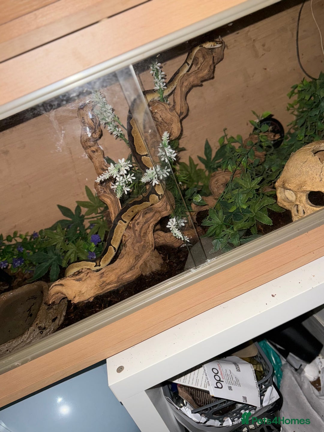 Python Snake reptiles for sale: Ball Python – Looking for a Loving New Home 🐍 - Image 5