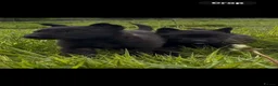 Belgian Shepherd Dog dogs for sale: Mother Dutch herder father Belgian shepherd  - Advert 17