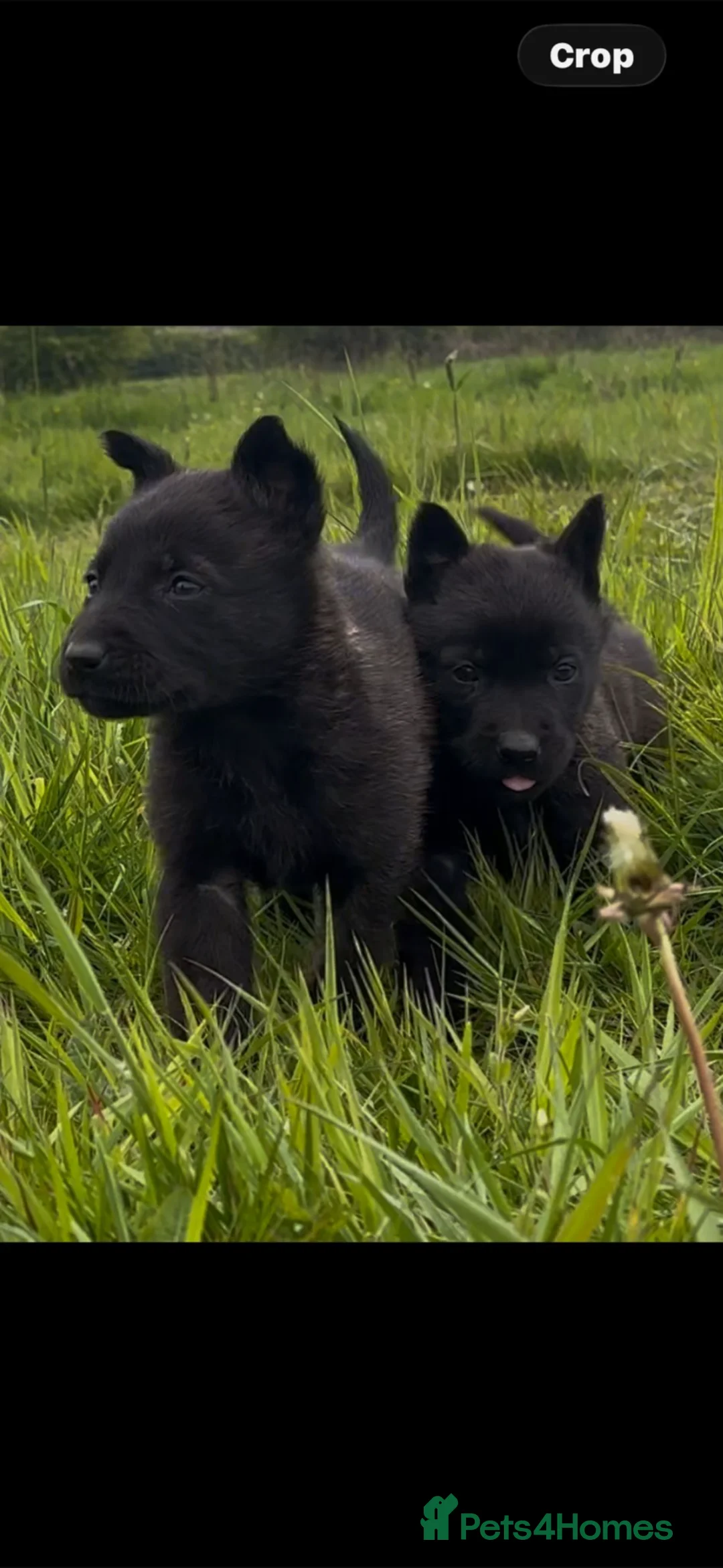 Belgian Shepherd Dog dogs for sale: Mother Dutch herder father Belgian shepherd  - Advert 17