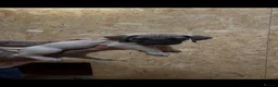 Boerboel dogs for sale: South African boerboel - Advert 27