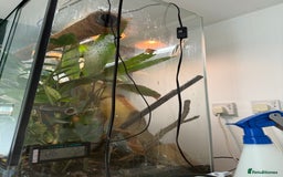 Gecko reptiles for sale: Giant Day Gecko plus bioactive enclosure - Image 4