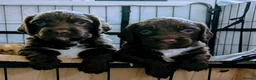 Cockapoo dogs for sale: Outstanding F1b Cockapoo Puppies 🌟 - Advert 2