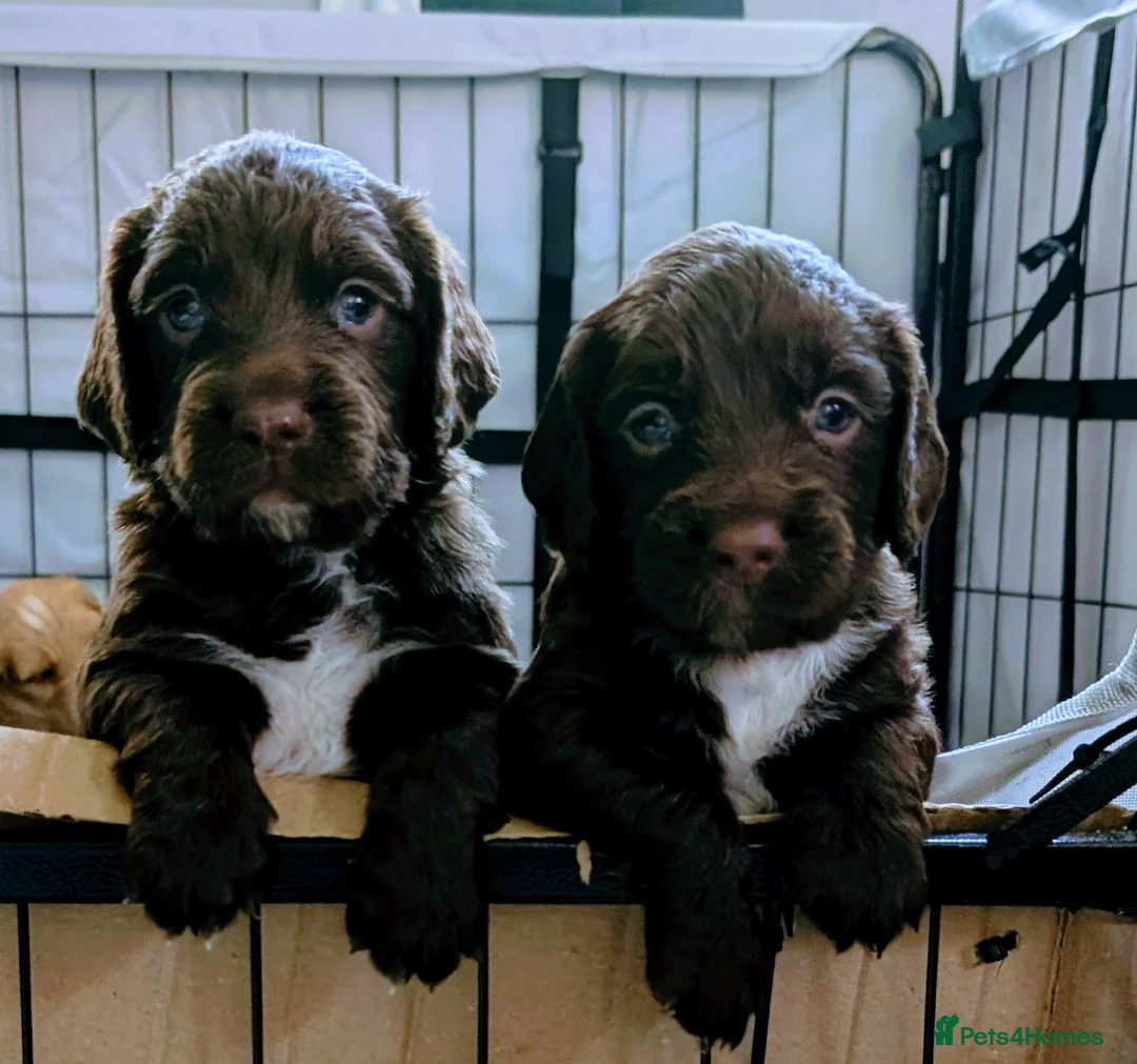 Cockapoo dogs for sale: Outstanding F1b Cockapoo Puppies 🌟 - Advert 2