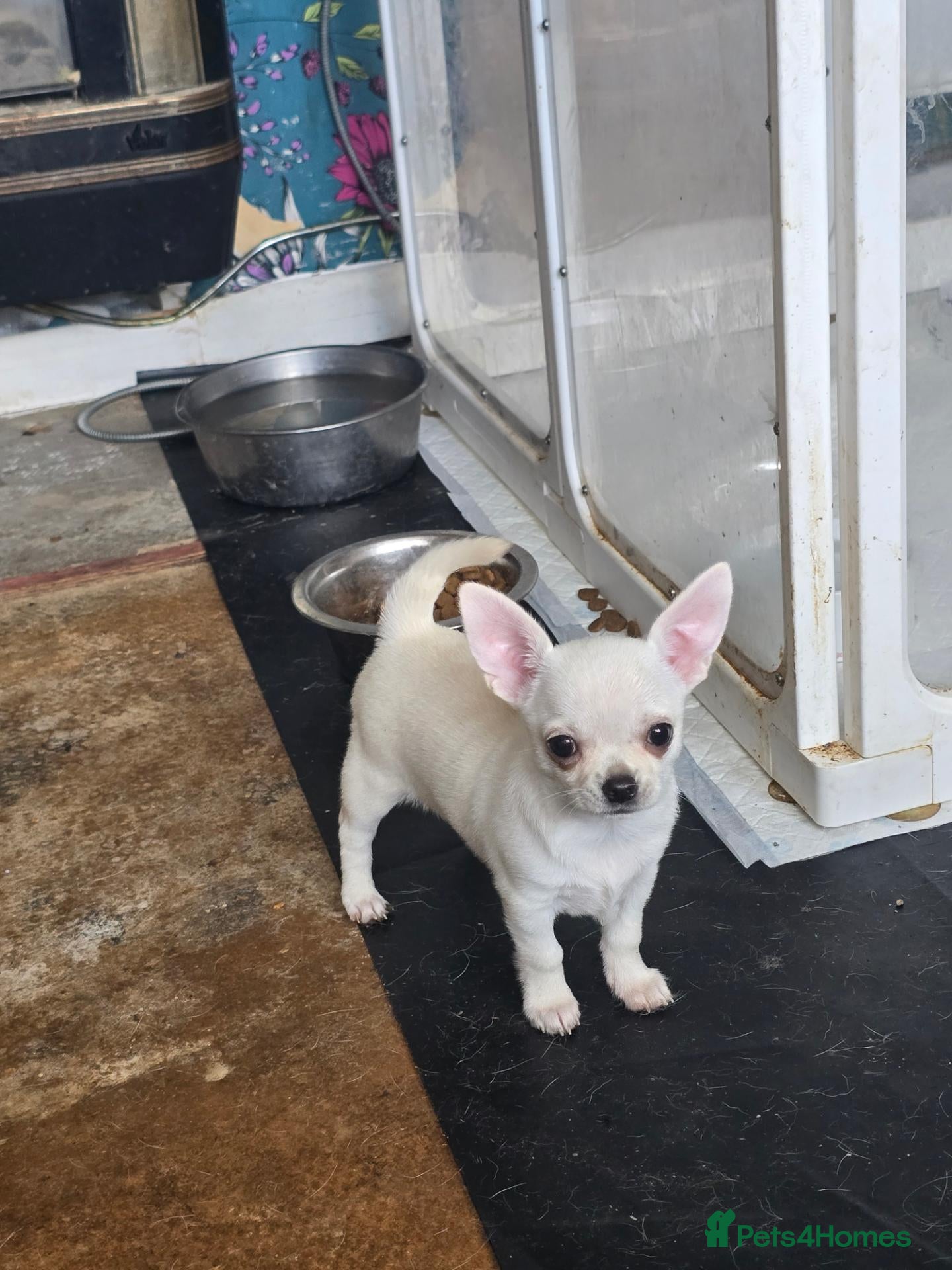 Chihuahua dogs Male Chihuahua puppy - Advert 3