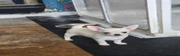 Chihuahua dogs for sale: Male Chihuahua puppy - Advert 1