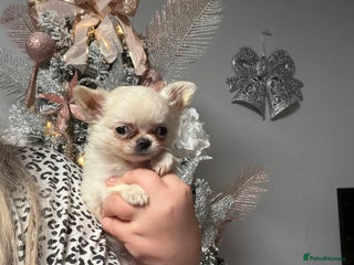 Chihuahua dogs 💙Beautiful long coat boy 💙 - Advert 2