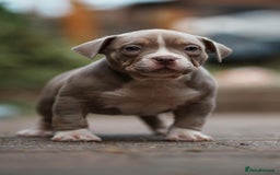American Bully dogs for sale: Champion Bloodline American Pocket Bully Puppies - Image 17