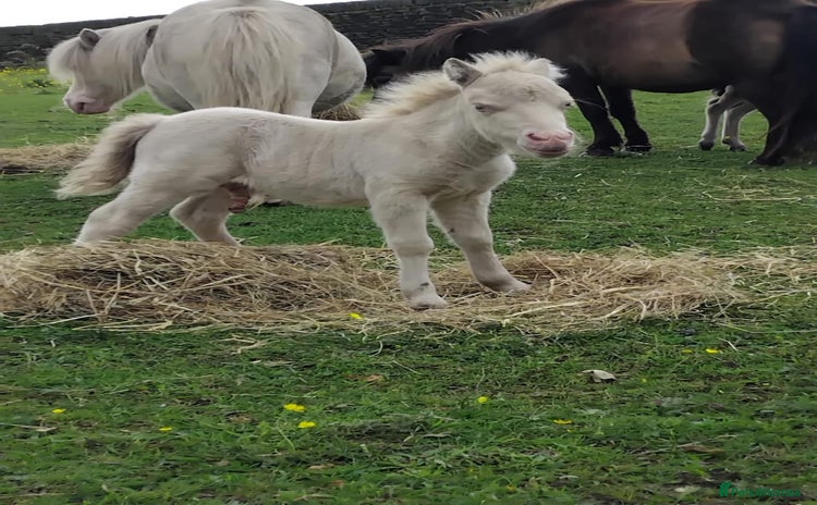 Shetland pony horses - Advert 1