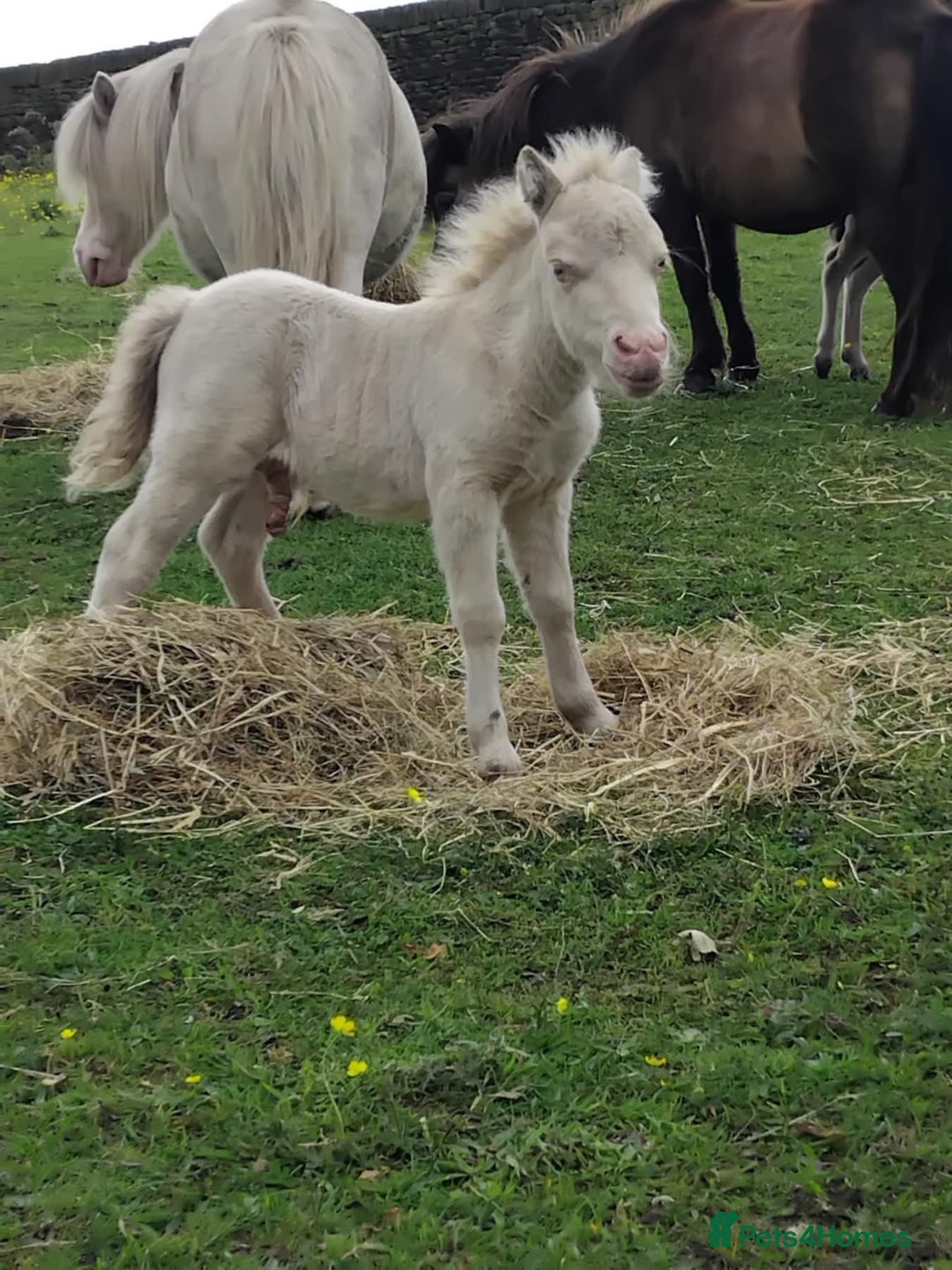 Shetland pony horses for sale: Registered cremello Shetland colt  - Image 1