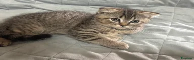 Scottish Fold/Persian 1