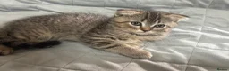 Scottish Fold cats for sale: Persian/Scottish fold  - Advert 8