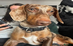 Dachshund dogs for sale: Exceptional dachshunds  - Image 12
