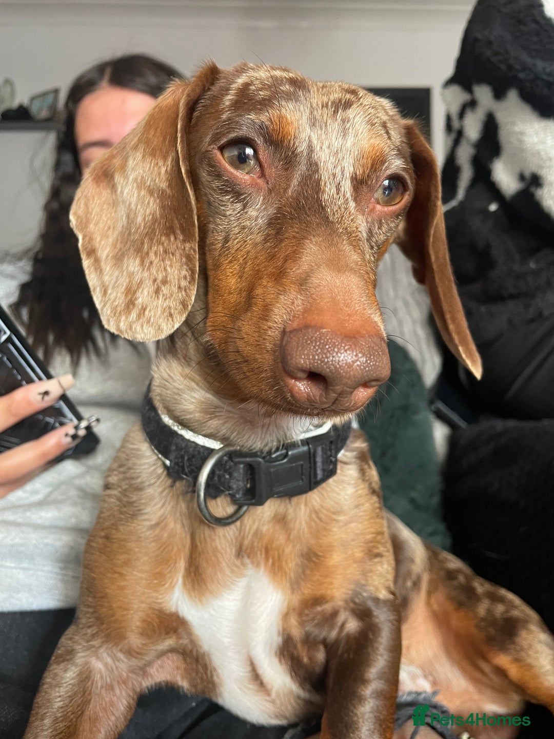 Dachshund dogs for sale: Exceptional dachshunds  - Image 12