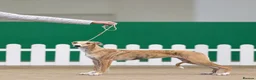 Whippet dogs for sale: 16 month old, Show whippet. Female - Advert 2