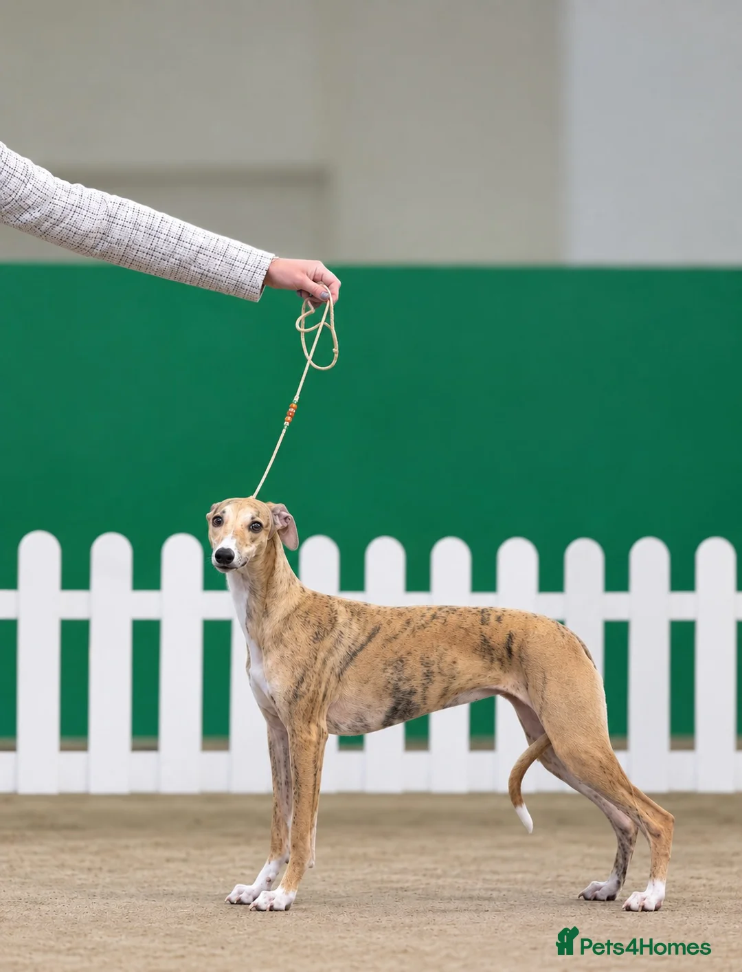Whippet dogs for sale: 16 month old, Show whippet. Female - Advert 2
