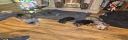 Yorkshire Terrier dogs for sale: A MALE AND FEMALE  PUPPIES  - Advert 3