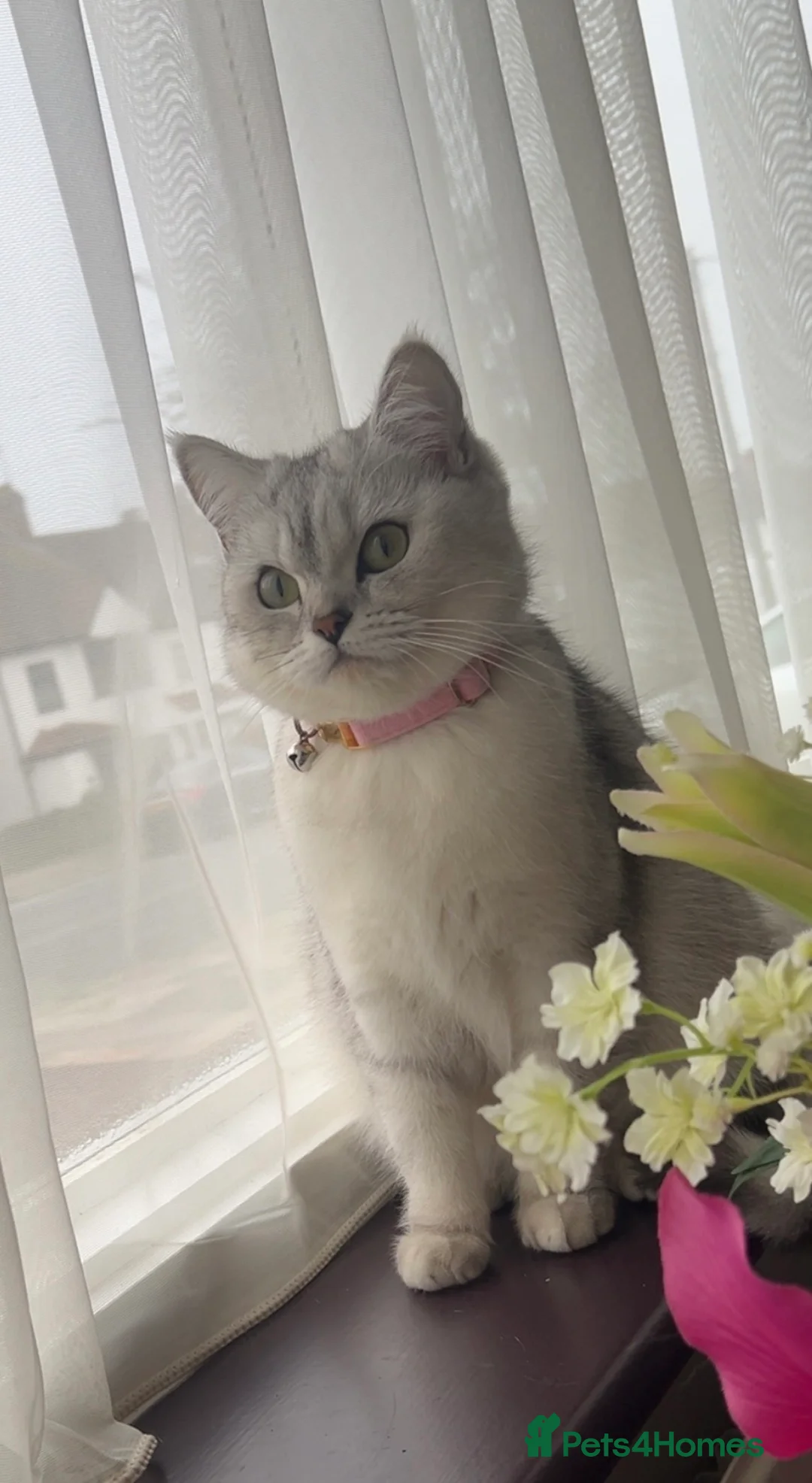 British Shorthair cats for sale: British Shorthair Looking for aLoving Forever Home - Advert 1