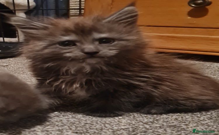 Maine Coon cats - Advert 1