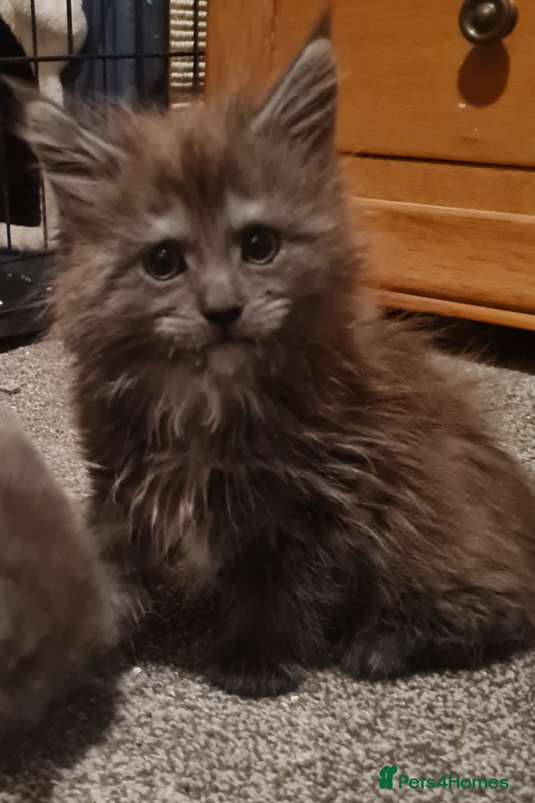 Maine Coon cats for sale: Stunning Mainecoon boys available  - Image 1