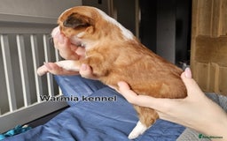 Chinese Crested dogs for sale: Last powder puff boy available  - Image 20
