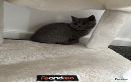 British Shorthair cats for sale: British shorthair kittens lilac & blue⭐️ - Image 8