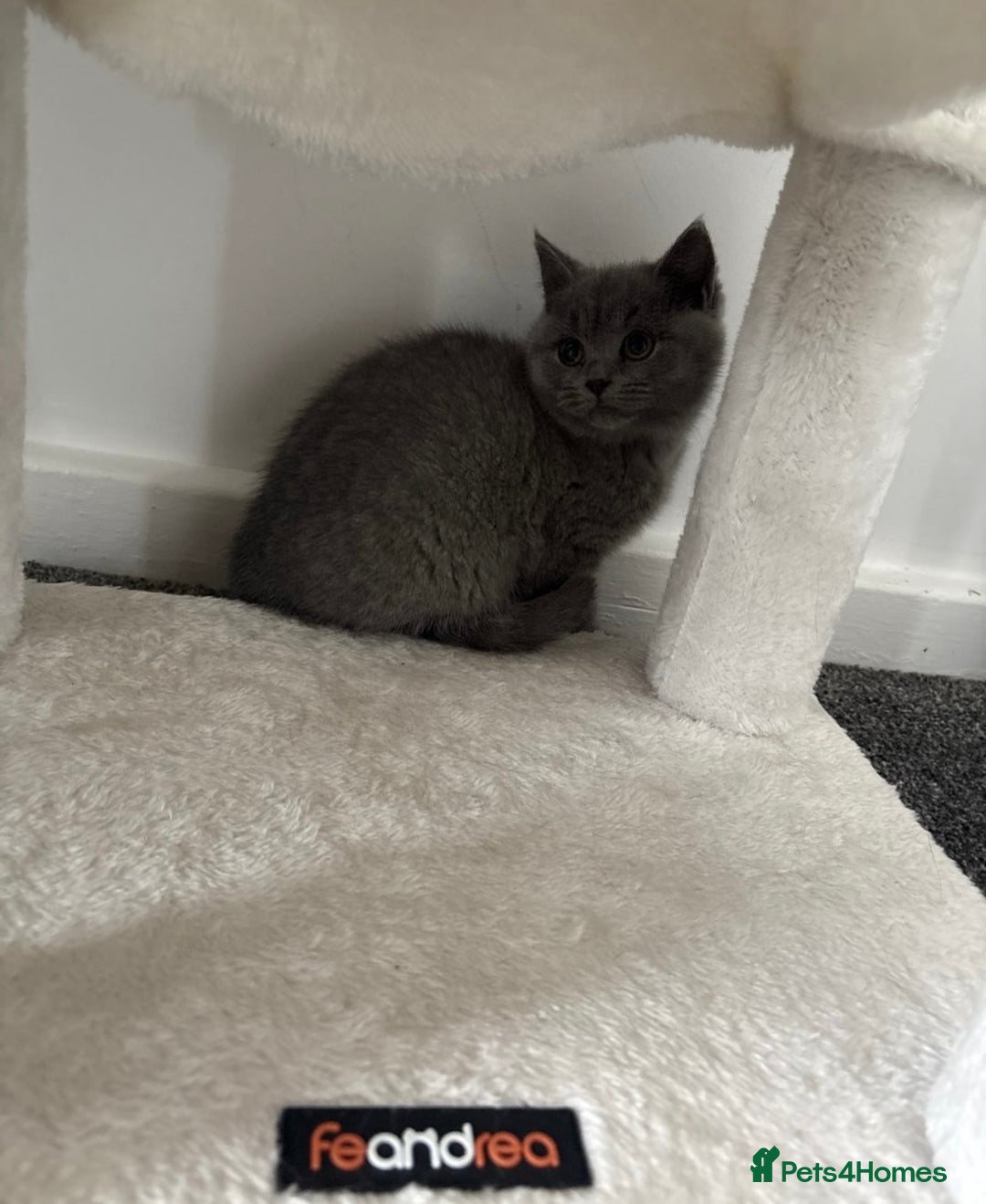 British Shorthair cats for sale: British shorthair kittens lilac & blue⭐️ - Image 8