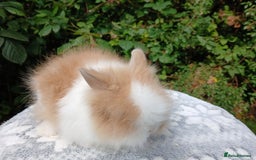 Lionhead rabbits for sale: Stunning DM Lionhead baby rabbits RTR - Image 11
