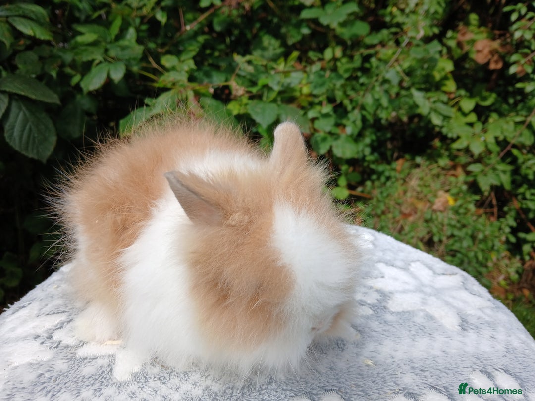 Lionhead rabbits for sale: Stunning DM Lionhead baby rabbits RTR - Image 11