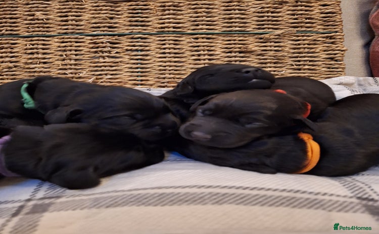 Cockerdor dogs - Advert 13