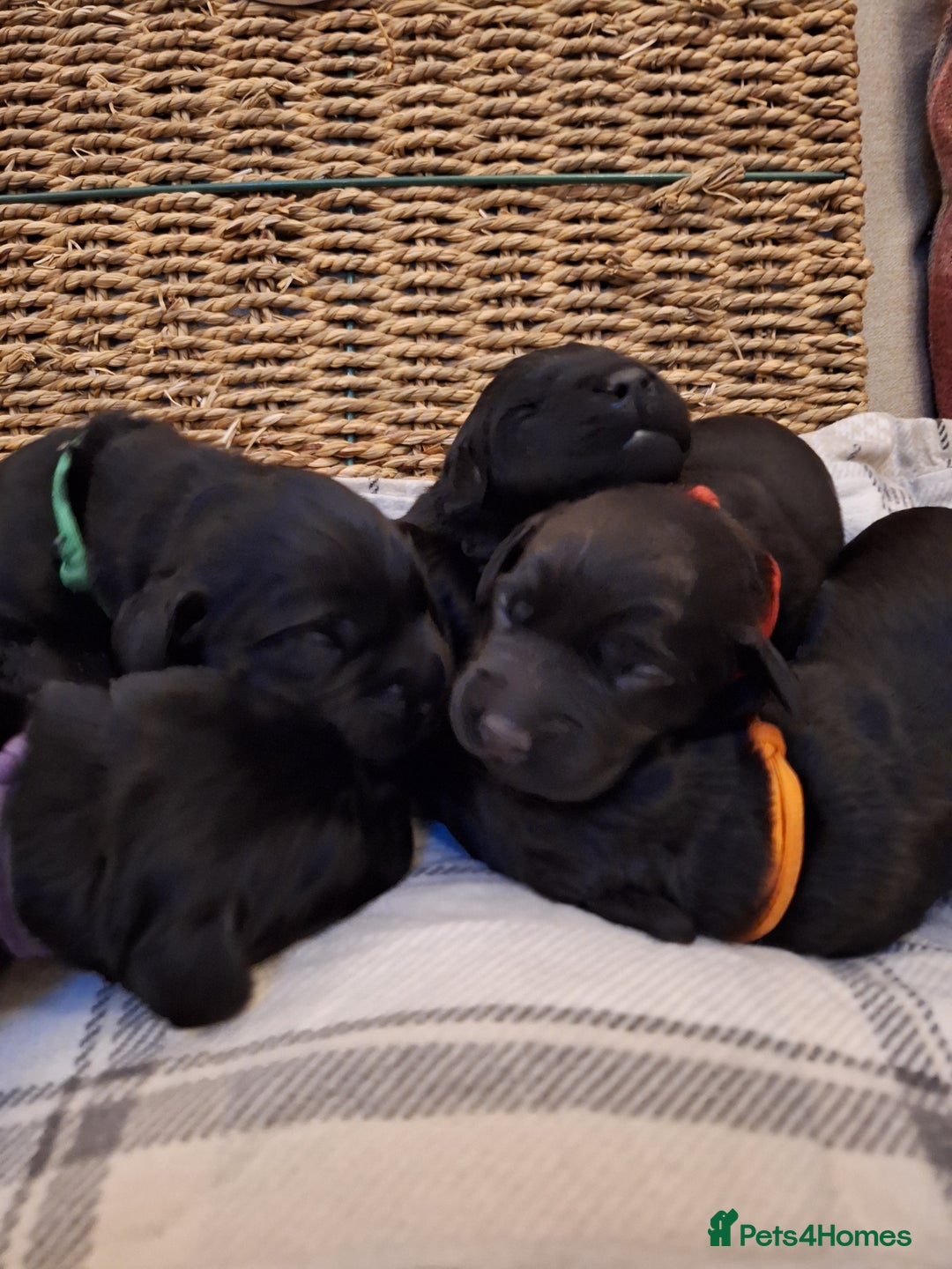 Cockerdor dogs for sale: stunning cockerdors (1left)🐶 5⭐️ licensed breeder - Advert 14