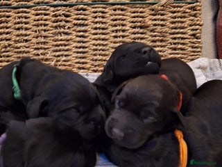Cockerdor dogs for sale: stunning cockerdors (3left)🐶 5⭐️ licensed breeder - Advert 1