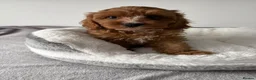 Cavapoo dogs for sale: Health Tested Cavapoo Puppies - Advert 6