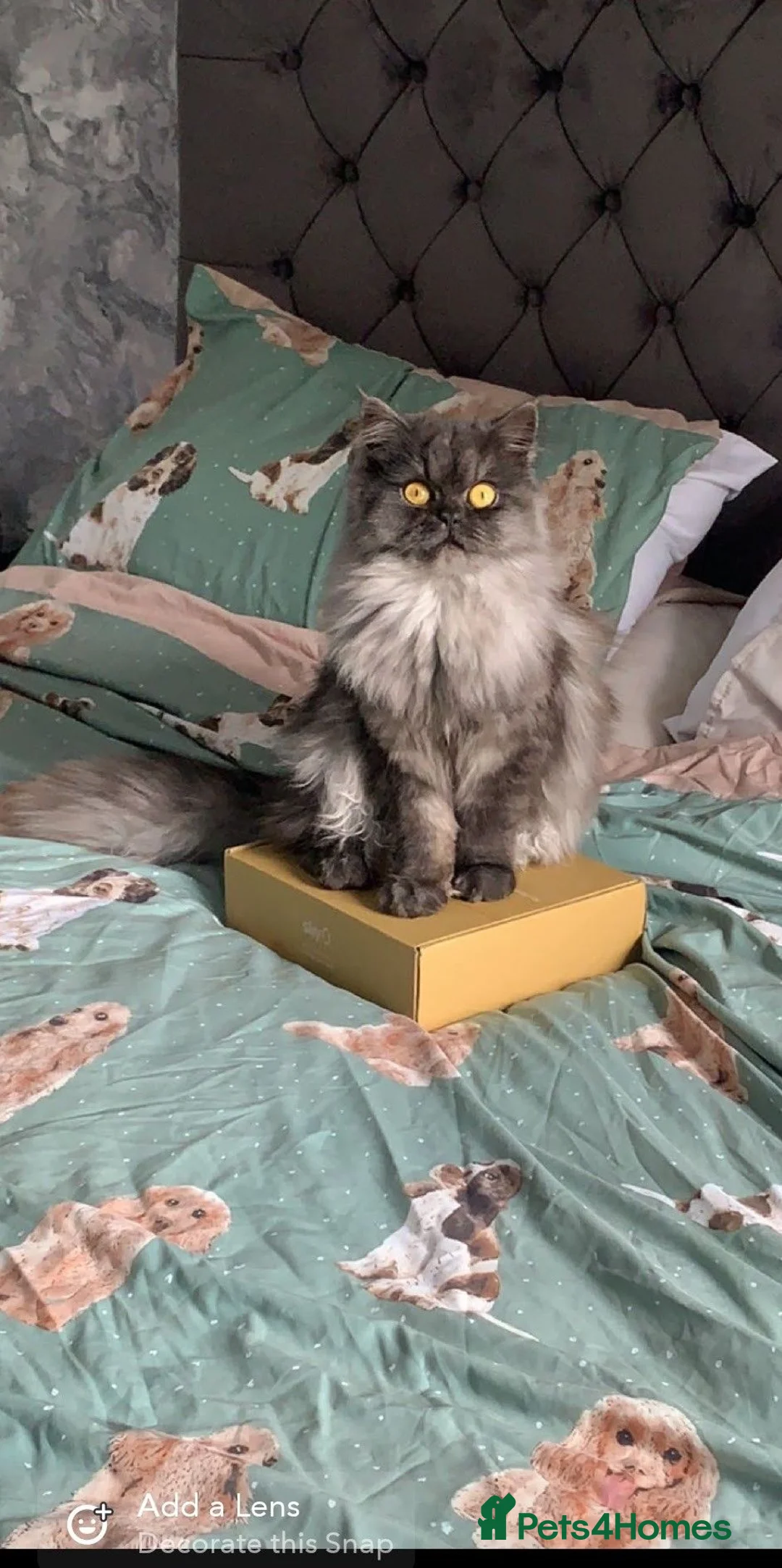 Mixed Breed cats for sale: Beautiful Persian X kittens  - Advert 21