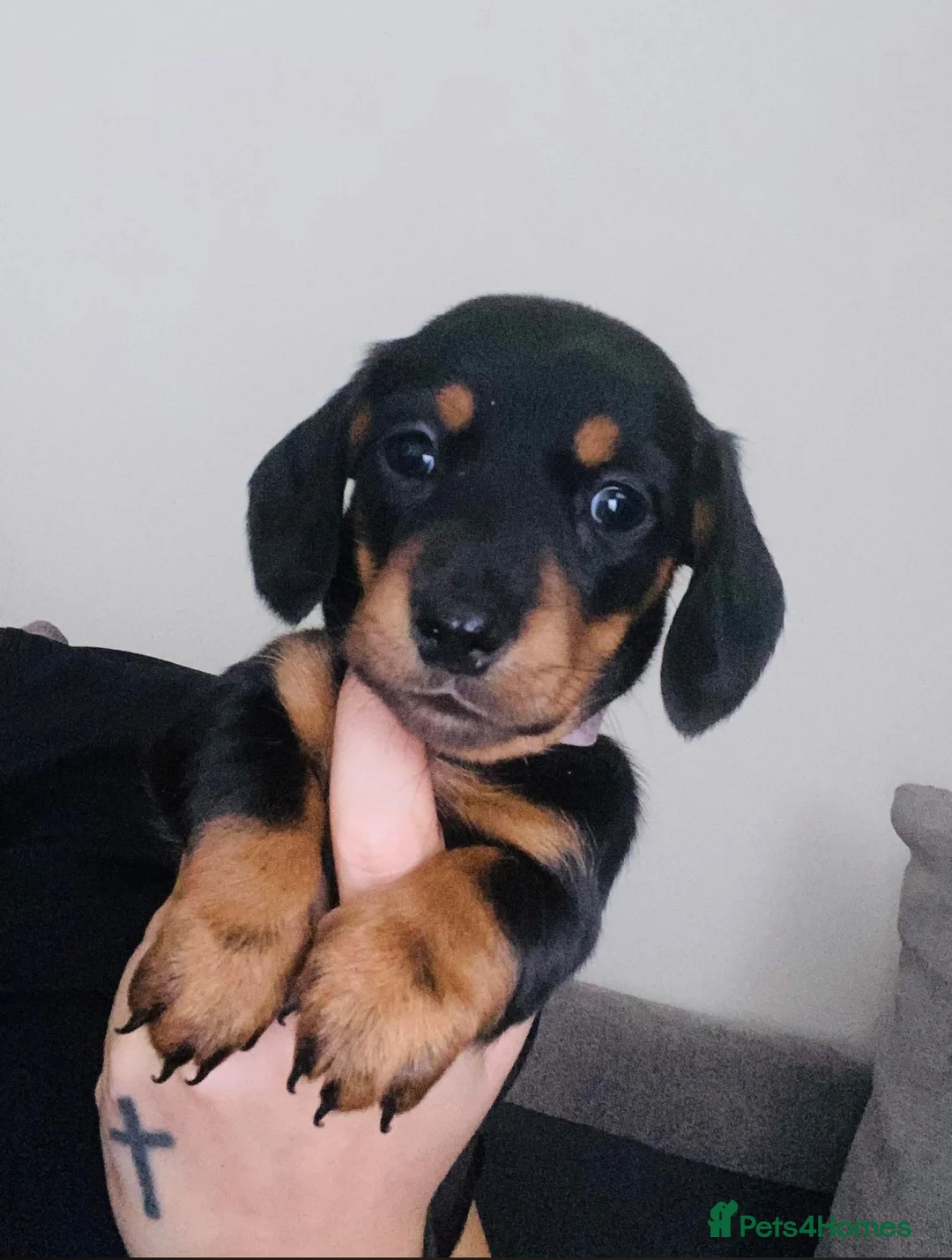 Miniature Dachshund dogs for sale: Miniature Dachshund  - Advert 5