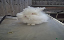 Lionhead rabbits for sale: Mum and daughter - Image 3